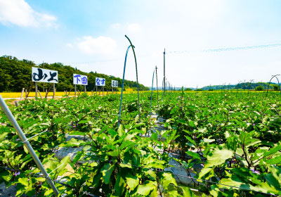 ぜひ夏には自社農園の下田なすをご堪能ください